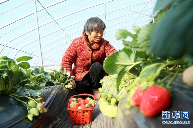 ������������չ�۹�ũҵ �ӿ��������